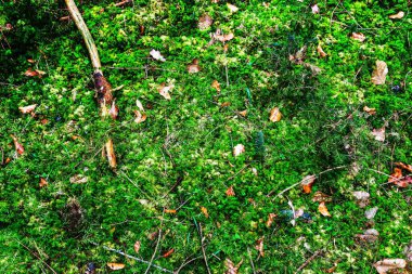 Avrupa ormanlarında bulunan yosun ve dallarla kaplı orman zemin dokusu