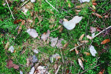 Avrupa ormanlarında bulunan yosun ve dallarla kaplı orman zemin dokusu