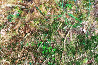 Avrupa ormanlarında bulunan yosun ve dallarla kaplı orman zemin dokusu