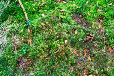 Avrupa ormanlarında bulunan yosun ve dallarla kaplı bir orman zemin dokusu.