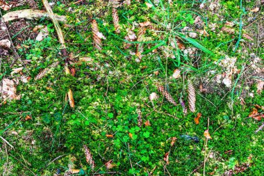Avrupa ormanlarında bulunan yosun ve dallarla kaplı orman zemin dokusu