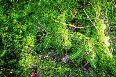 Avrupa ormanlarında bulunan yosun ve dallarla kaplı orman zemin dokusu