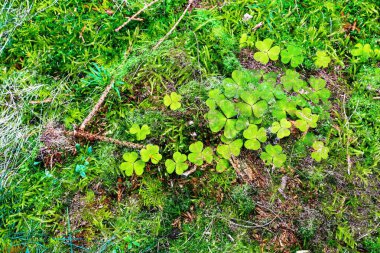 Avrupa ormanlarında bulunan yosun ve dallarla kaplı bir orman zemin dokusu.