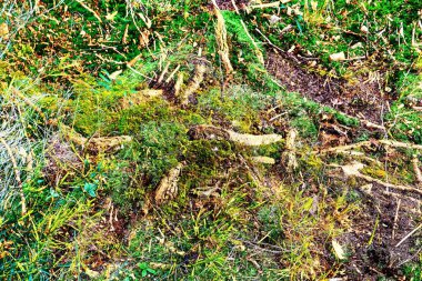 Avrupa ormanlarında bulunan yosun ve dallarla kaplı bir orman zemin dokusu.