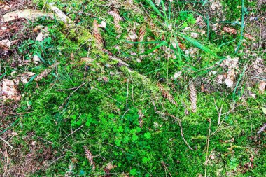 Avrupa ormanlarında bulunan yosun ve dallarla bir orman zeminine yakından bakmak.