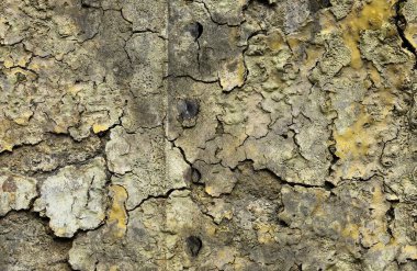 Çatlamış ve yüksek çözünürlüklü beton duvar dokusundaki boyaları soymuş..