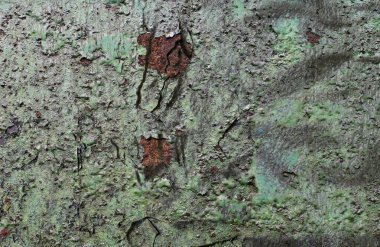 Çatlamış ve yüksek çözünürlüklü beton duvar dokusundaki boyaları soymuş..