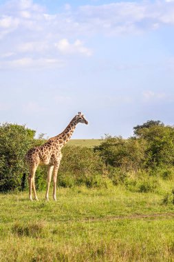 Afrika 'nın vahşi doğasında güzel bir zürafa.