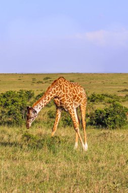 Beautiful giraffe in the wild nature of the savannah Africa clipart