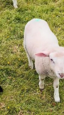 Birkaç küçük kuzu yeşil çimlerle besleniyor..