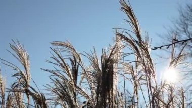 Reed otları rüzgarda yavaşça sallanıyor. Güneş ışınları mavi gökyüzüne doğru parıldıyor..