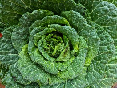 Canlı yeşil rengini, desenli yapraklarını ve su damlacıklarını vurgulayarak büyüyen savoy bitkisine yakın plan.