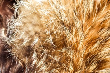 Kahverengi ve bej kürkün yakın görüntüsü yumuşak dokusunu ve ince ipliklerini vurguluyor.