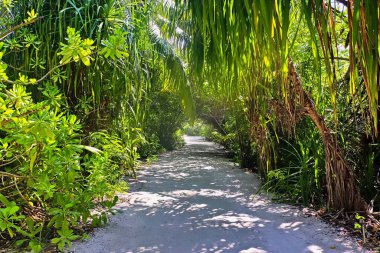 Sakin kumlu yol canlı yeşil tropikal bitki örtüsünün içinden geçiyor, sakin ve davetkar bir atmosfer yaratıyor.