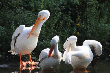 Üç beyaz pelikan tüylerini sığ bir gölette, yemyeşil bir yeşillik zeminine karşı güneşli bir günün tadını çıkarıyorlar.