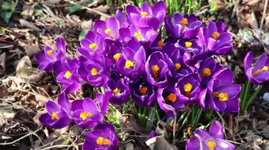 Arıların bahar aylarında mor çiçekleri tozlaştırması yavaş bir hareket.