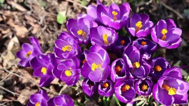 Arıların bahar aylarında mor çiçekleri tozlaştırması yavaş bir hareket.