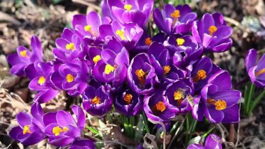 Arıların bahar aylarında mor çiçekleri tozlaştırması yavaş bir hareket.