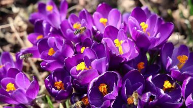 Arıların bahar aylarında mor çiçekleri tozlaştırması yavaş bir hareket.