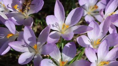 Bahar otlağında polen saçan mor kır çiçekleri