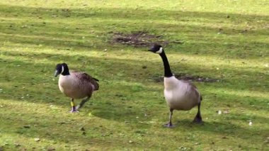Kanada kaz sürüsü yürüyor, yemyeşil çayırlarda etkileşime geçiyor, yaz günışığında doğal davranışlar sergiliyor.