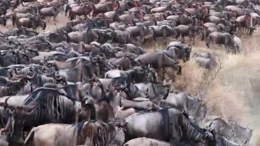 Kenya 'daki büyük göç sırasında büyük antilop sürüleri ovalardan ve Mara Nehri' nden Masai Mara Ulusal Rezervi 'ne göç ediyor.