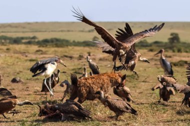 Kenya 'daki Maasai Mara Ulusal Rezervi' nde bir leşi yiyen bir sırtlanın yanına inen akbabalar.