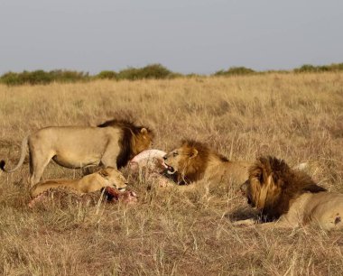 Geniş Afrika savanasında taze bir leşle beslenen bir grup aslan vahşi hayatın saf güzelliğini gözler önüne seriyor.
