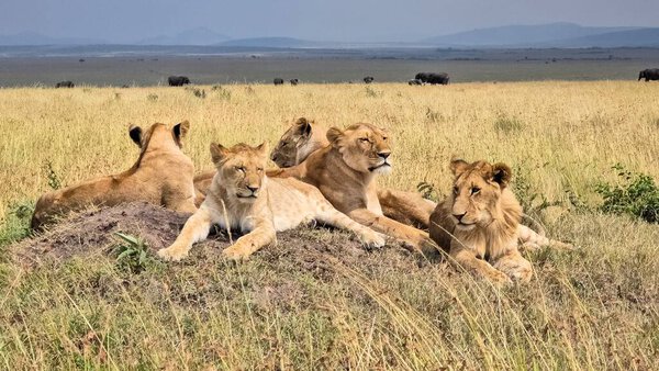 Pride of lions relaxing on a termite mound in the african savanna with elephants in the background