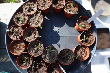 Küçük tencereler, saksı toprağı, domates ve lahana tohumları plastik tepside dinleniyor, bahçe ve bahçıvanlık kavramı.