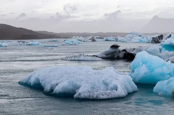 Jokulsarlon 'daki buzul gölünde dinlenen ve arka planda dağlar olan kuş sürüsü