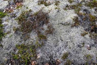 Volkanik bir kayanın üzerinde büyüyen gri yosun ve yeşil liken İzlanda 'da güzel bir doğal doku oluşturuyor.