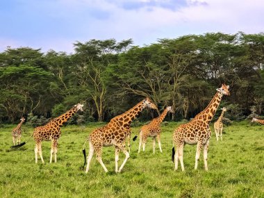 Kenya, Afrika 'da arka planda akasya ağaçları olan yeşil bir çayırda yürüyen bir grup zürafa.