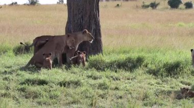 Kenya 'da dişi aslanlar yavrularını koruyor.