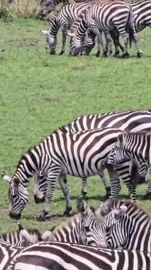 Zebra sürüsü, Kenya 'nın vahşi yaşam ortamındaki yemyeşil çayırlarda huzur içinde otluyor. Afrika' nın zebralarının doğal sürücülük davranışlarını sergiliyor.