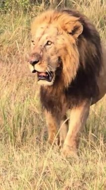Görkemli erkek aslan, altın otlakları aşıyor, Afrika ovalarının vahşi doğasıyla karışıyor.