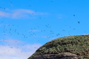 İzlanda 'daki canlı yeşil bir sahil kayalığının üzerindeki açık mavi gökyüzünde süzülen martiniler İzlanda vahşi hayatının güzelliğini gözler önüne seriyor.