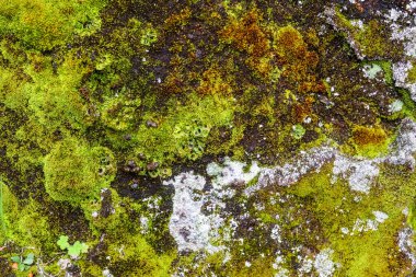 Bir kaya yüzeyini kaplayan renkli yosun ve yosunların yakın çekimi İzlanda 'nın doğal ortamının zengin biyolojik çeşitliliğini gözler önüne seriyor.