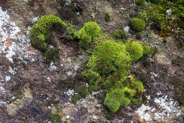 Canlı yeşil yosunların yakın çekimi, dokulu bir kaya yüzeyinde gelişiyor ve İzlanda 'nın eşsiz ortamında doğanın esnekliğini gösteriyor.