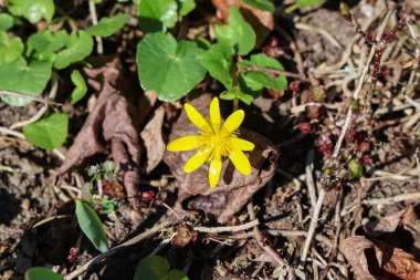 İlkbaharın başlarında kuru yapraklar ve yeşil bitkiler arasında büyüyen daha küçük bir selandin çiçeğinin yakın çekimi