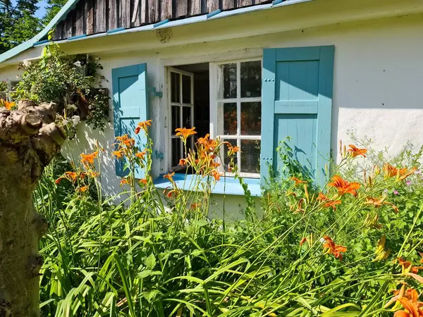 Münih, Almanya - 22. Haziran 2024: Münih, Almanya 'da güneşli bir güne canlı bir renk katarak, mavi panjurlu beyaz bir evin önündeki bahçede açan turuncu zambaklar