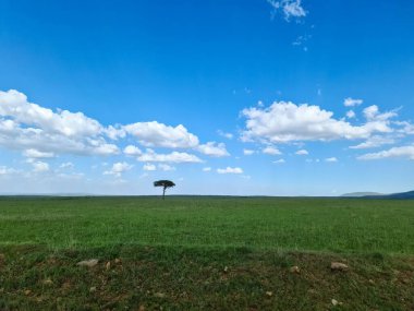Kenya 'da ufku kıran tek bir akasya ağacı ile bulutlu mavi gökyüzünün altında yeşil otlar kaplanır.