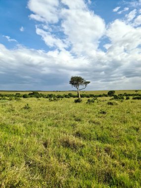 Kenya 'da geniş bir ovanın manzarası. Bulutlu bir gökyüzünün altında uzun otların arasında duran yalnız bir ağaç.