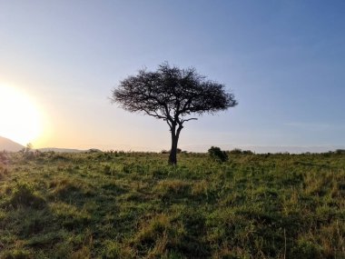 Nefes kesici gün doğumu Kenya 'nın geniş Afrika savanasındaki bir akasya ağacının üzerine sıcak bir ışık tutarak çarpıcı bir sabah manzarası yaratıyor.
