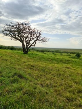 Kuru ağaç Kenya 'daki Afrika savanasının ortasında duruyor, yeşil çimenler ve bulutlu gökyüzü