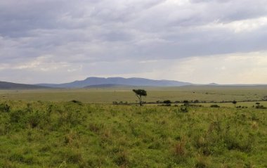 Kenya 'daki uçsuz bucaksız ovanın panoramik manzarasında dağınık akasya ağaçları ve bulutlu bir gökyüzü var.