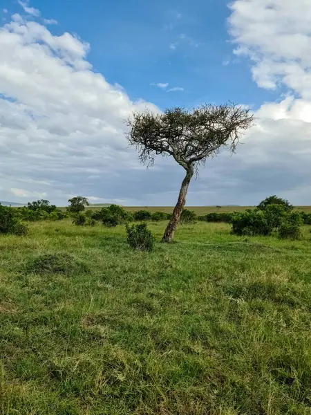 Kenya 'daki Masai Mara Ulusal Rezervi' nin tipik manzarası ovada yetişen bir akasya ağacını gösteriyor.