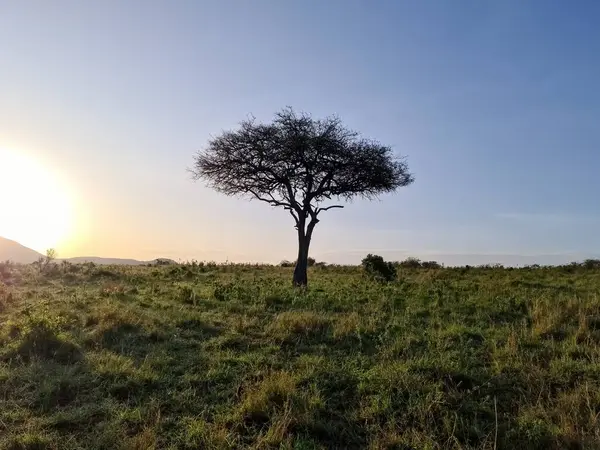 Nefes kesici gün doğumu Kenya 'nın geniş Afrika savanasındaki bir akasya ağacının üzerine sıcak bir ışık tutarak çarpıcı bir sabah manzarası yaratıyor.