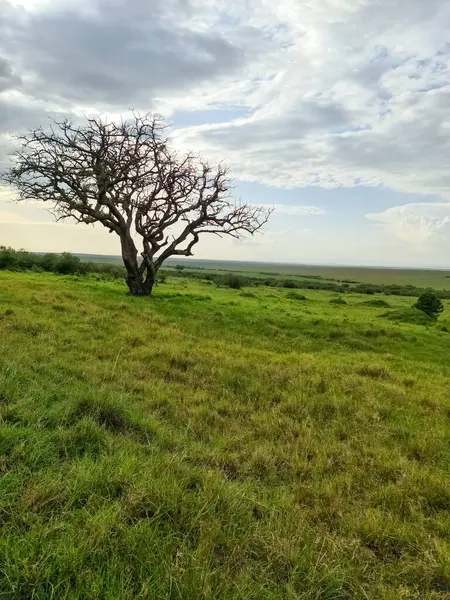 Kuru ağaç Kenya 'daki Afrika savanasının ortasında duruyor, yeşil çimenler ve bulutlu gökyüzü