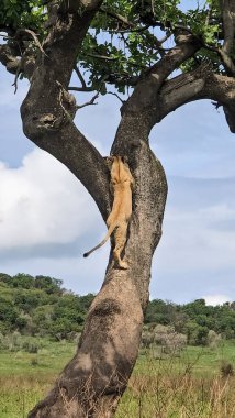 Afrika savanasında ağaca tırmanan dişi aslan, vahşi doğada heyecanlı bir safari macerası sırasında güneşin tadını çıkarıyor.